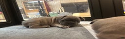 French Bulldog dogs for sale: Georgio - Ad 4