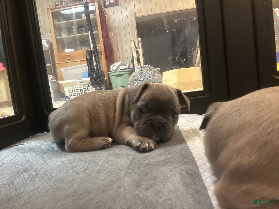 French Bulldog dogs for sale: Georgio - Ad 4