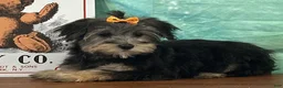 Yochon dogs for sale: Skye - Ad 1
