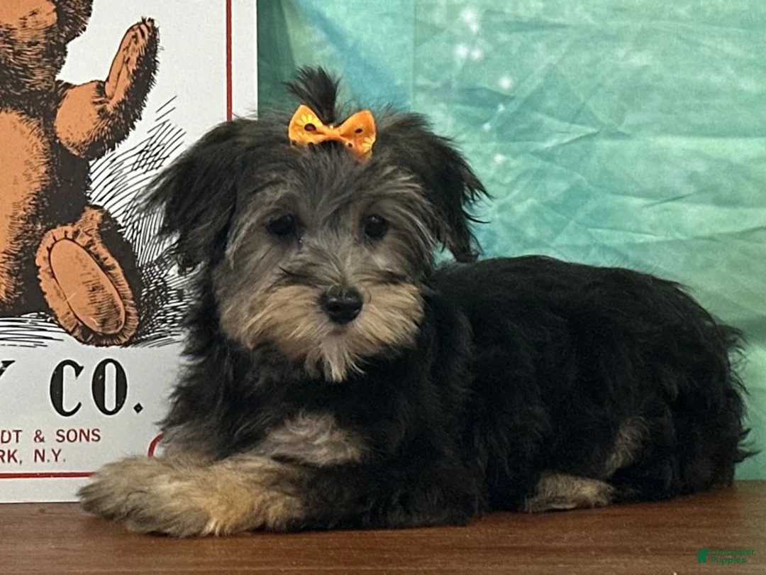 Yochon dogs for sale: Skye - Ad 1