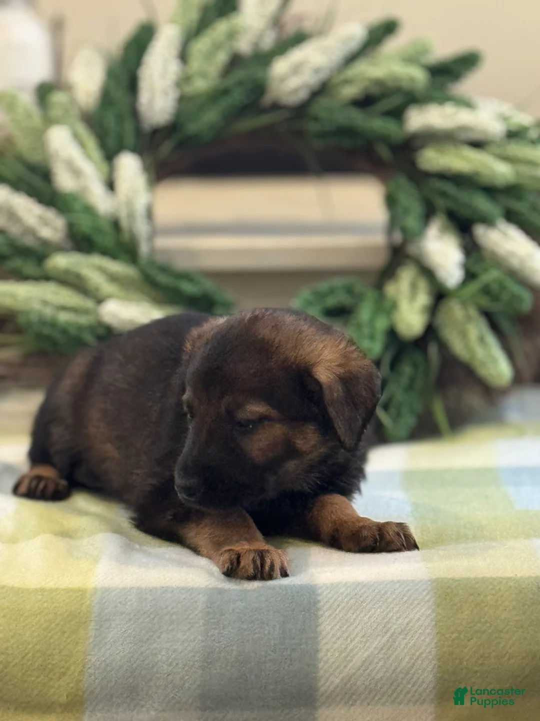 Mixed Breed dogs for sale: Firefly's Tranquility - Ad 1