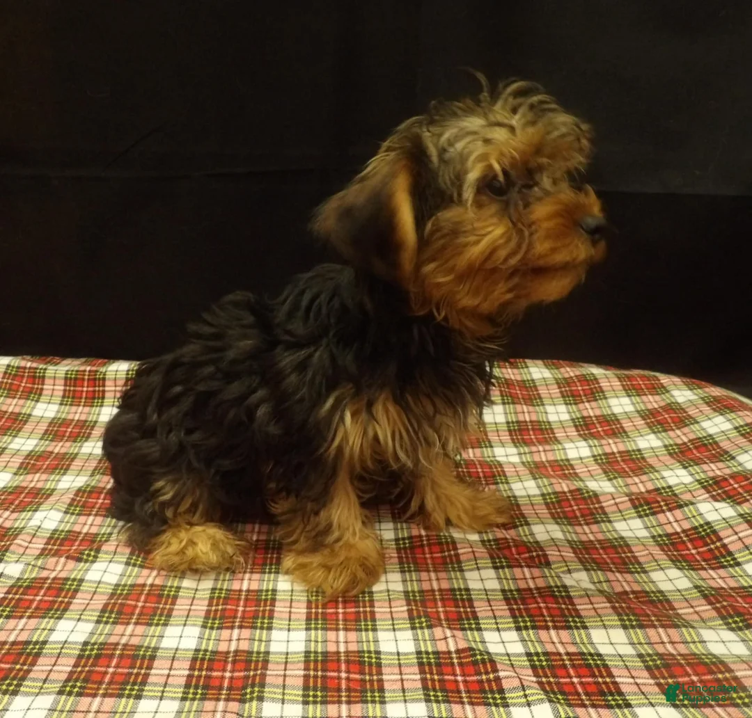 Yorkshire Terrier dogs for sale: Stuart - Ad 4