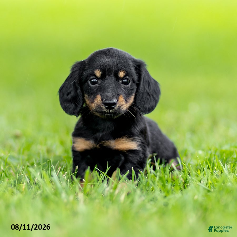 Miniature Dachshund dogs Bridget - Ad 2