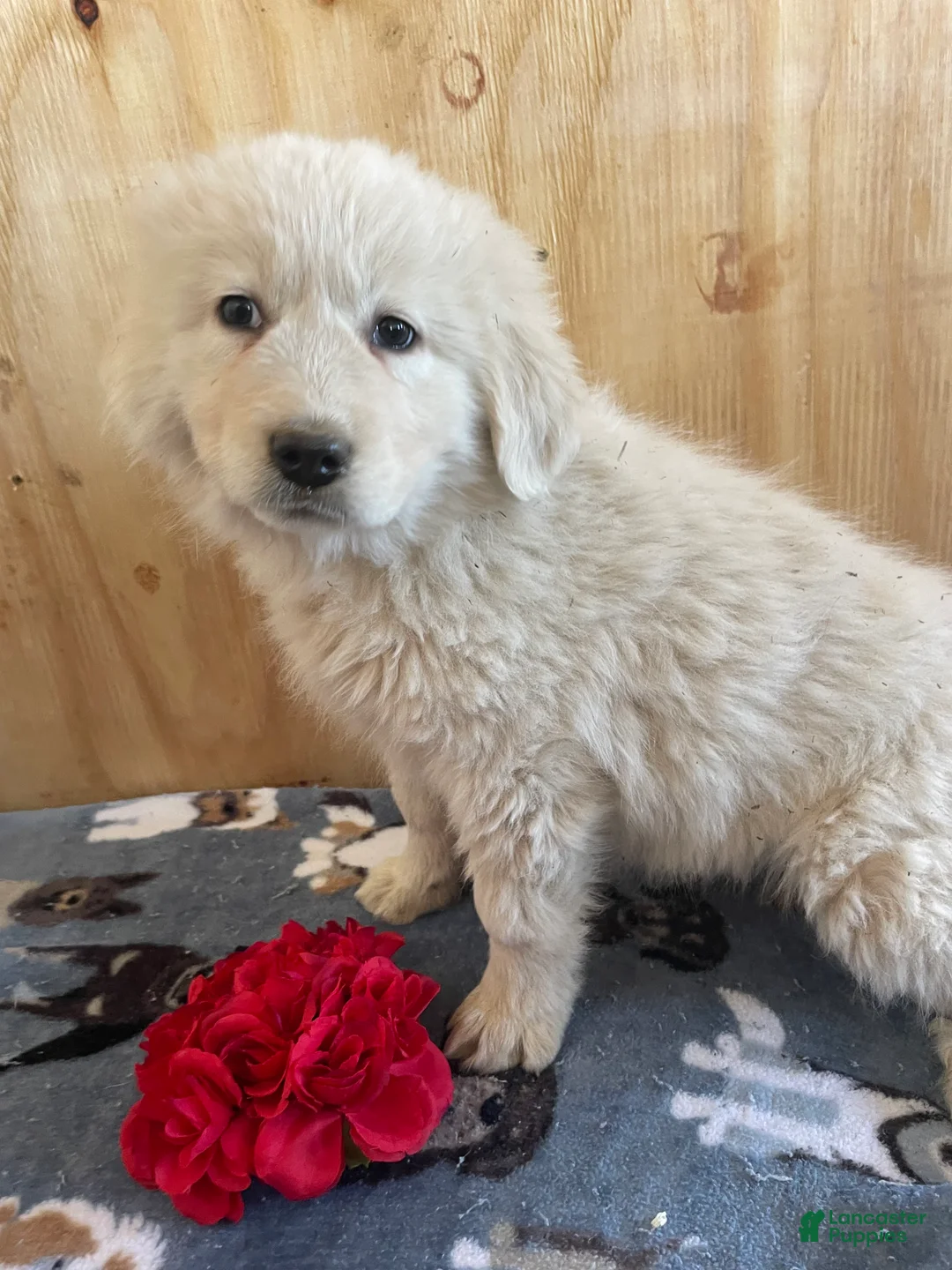 Great Pyrenees dogs for sale: Flora - Ad 1