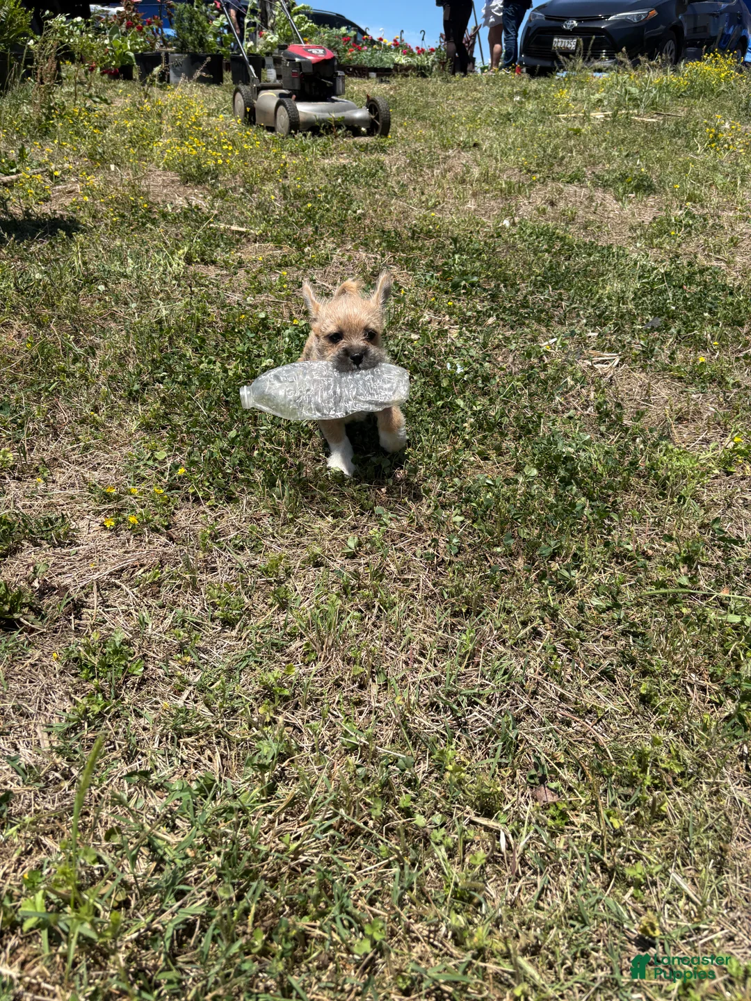 Mixed Breed dogs for sale: Boots - Ad 2