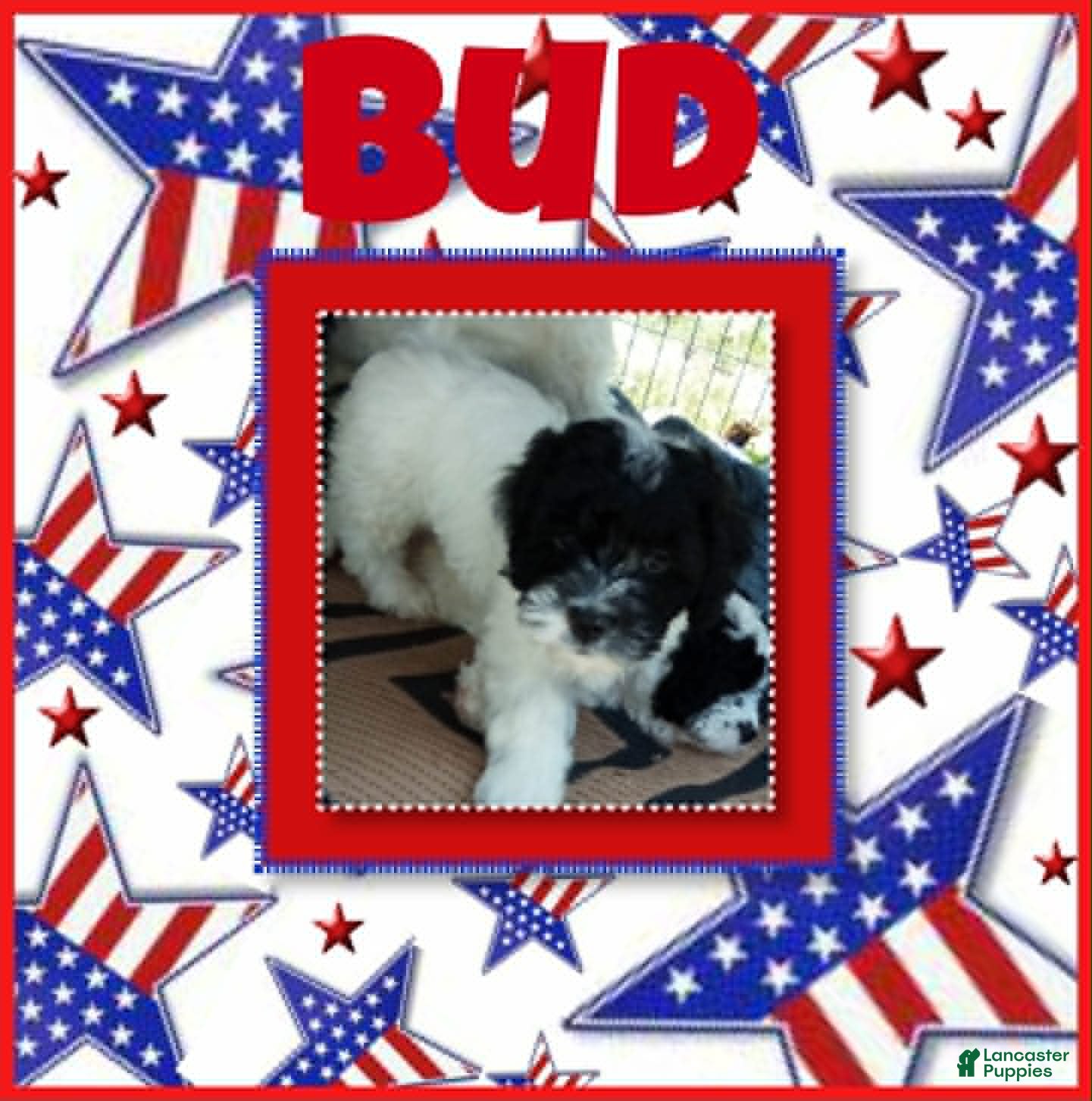 Cockapoo dogs Buddy - Ad 23