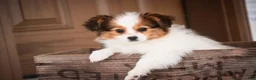 Papillon dogs for sale: Lottie - Ad 7