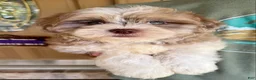 Shihpoo dogs for sale: Bennett - Ad 22