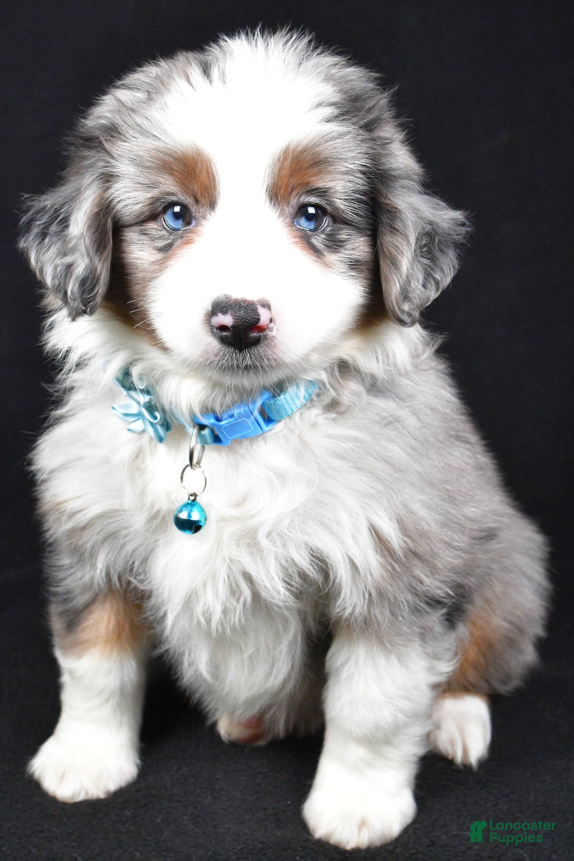 Miniature Australian Shepherd dogs Ruth - Ad 5