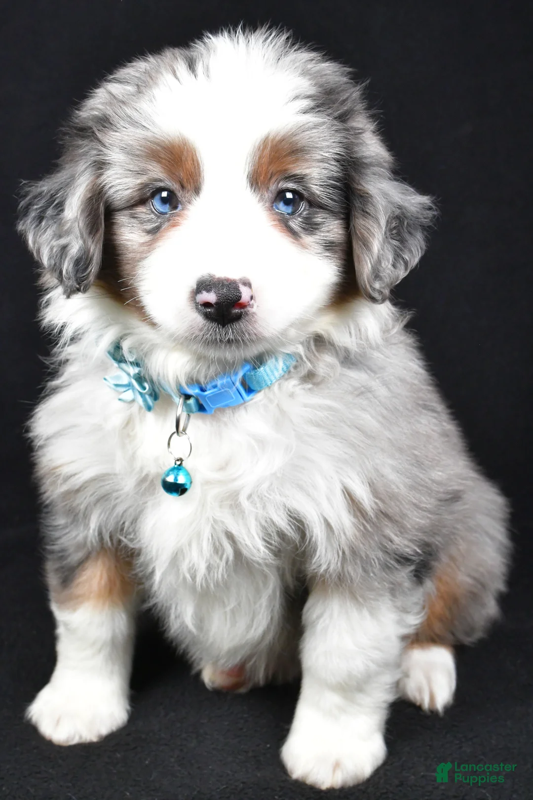 Miniature Australian Shepherd dogs for sale: Ruth - Ad 1