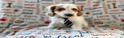 Cockapoo dogs for sale: Tony - Ad 5