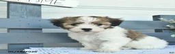 Havanese dogs for sale: Duke  - Ad 4