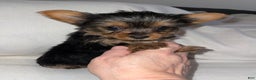 Yorkshire Terrier dogs for sale: Yorkshire Terrier Puppy 1 - Ad 3