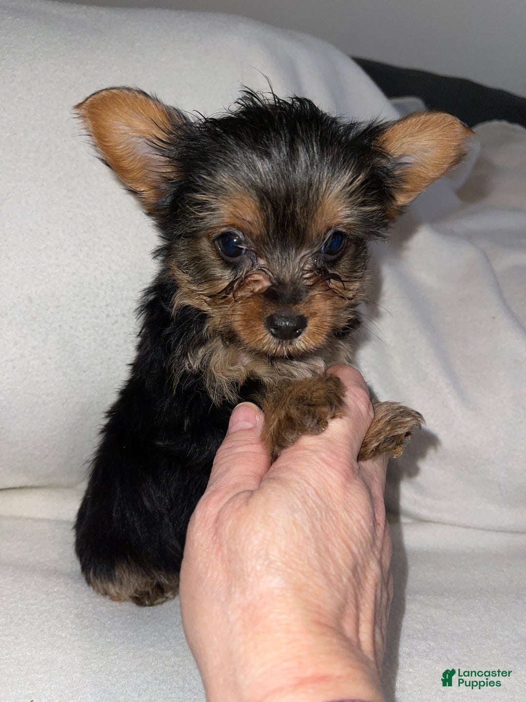 Yorkshire Terrier dogs for sale: Yorkshire Terrier Puppy 1 - Ad 3