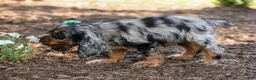 Cocker Spaniel dogs for sale: Letti 🐶💗 - Ad 7