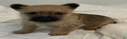 Cairn Terrier dogs for sale: Cairn Terrier Puppy 2 - Ad 4