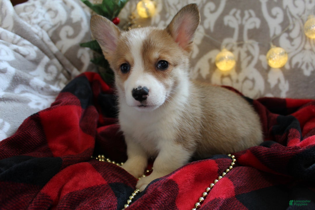 Welsh Corgi Pembroke dogs for sale: Snowflake  - Ad 5