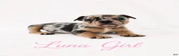 French Bulldog dogs for sale: Luna  - Ad 5