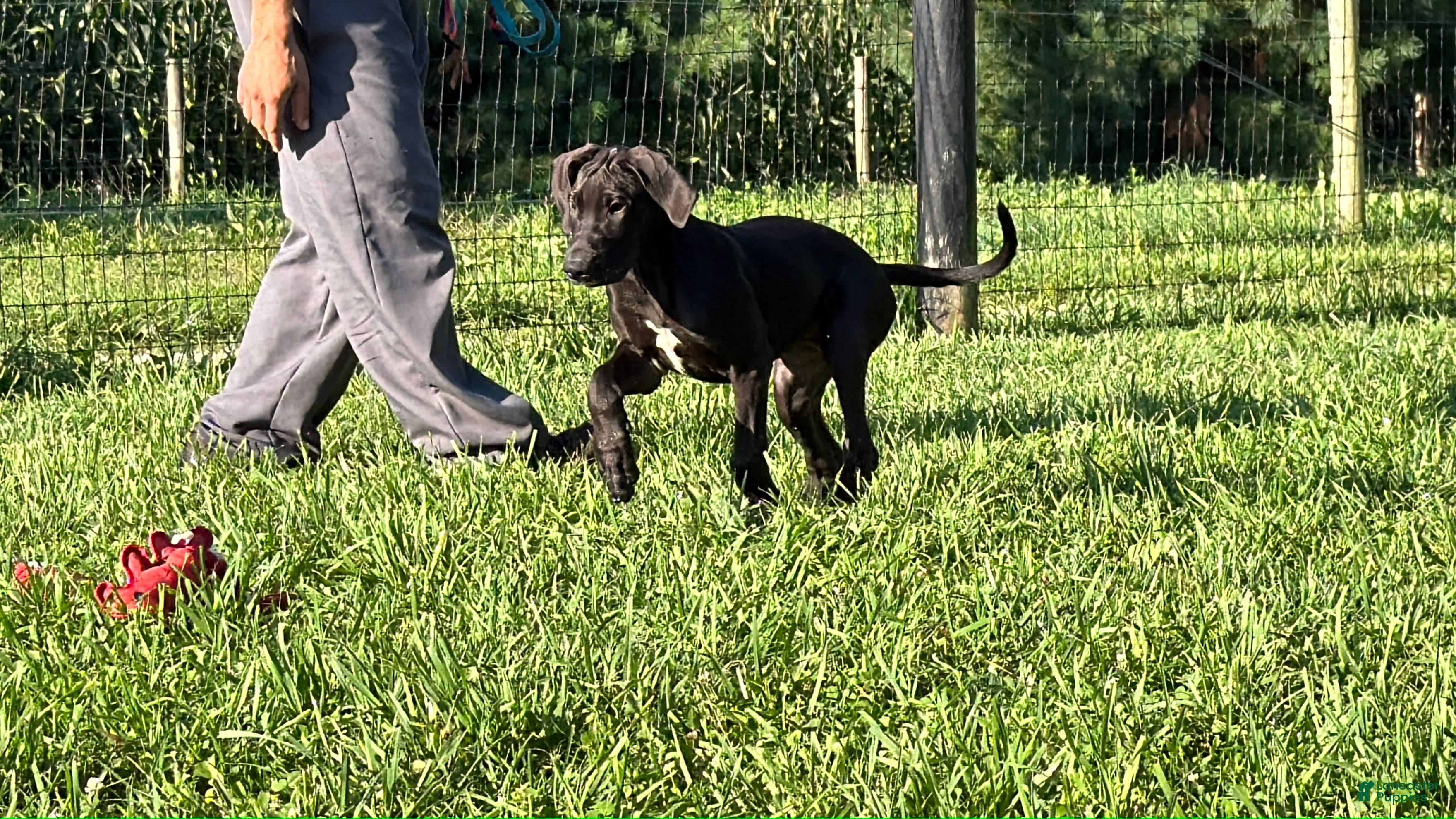 Great Dane dogs Pam Great Dane  - Ad 2