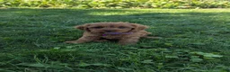 Cavapoo dogs for sale: Willow  - Ad 8