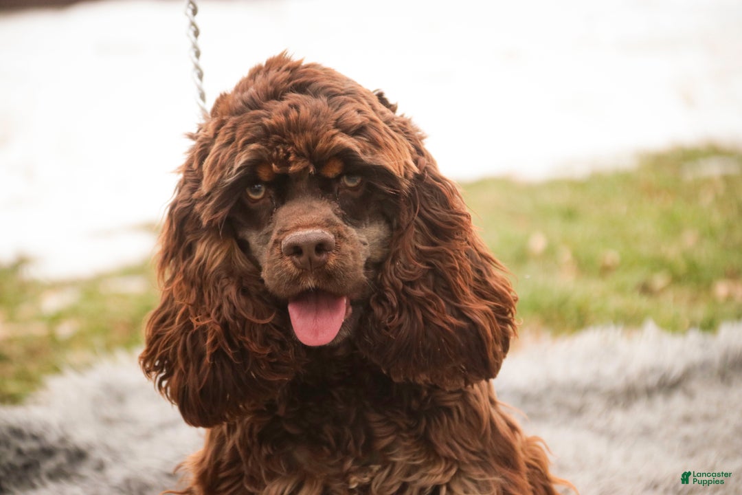 Cocker Spaniel dogs for sale: Dane - Ad 2