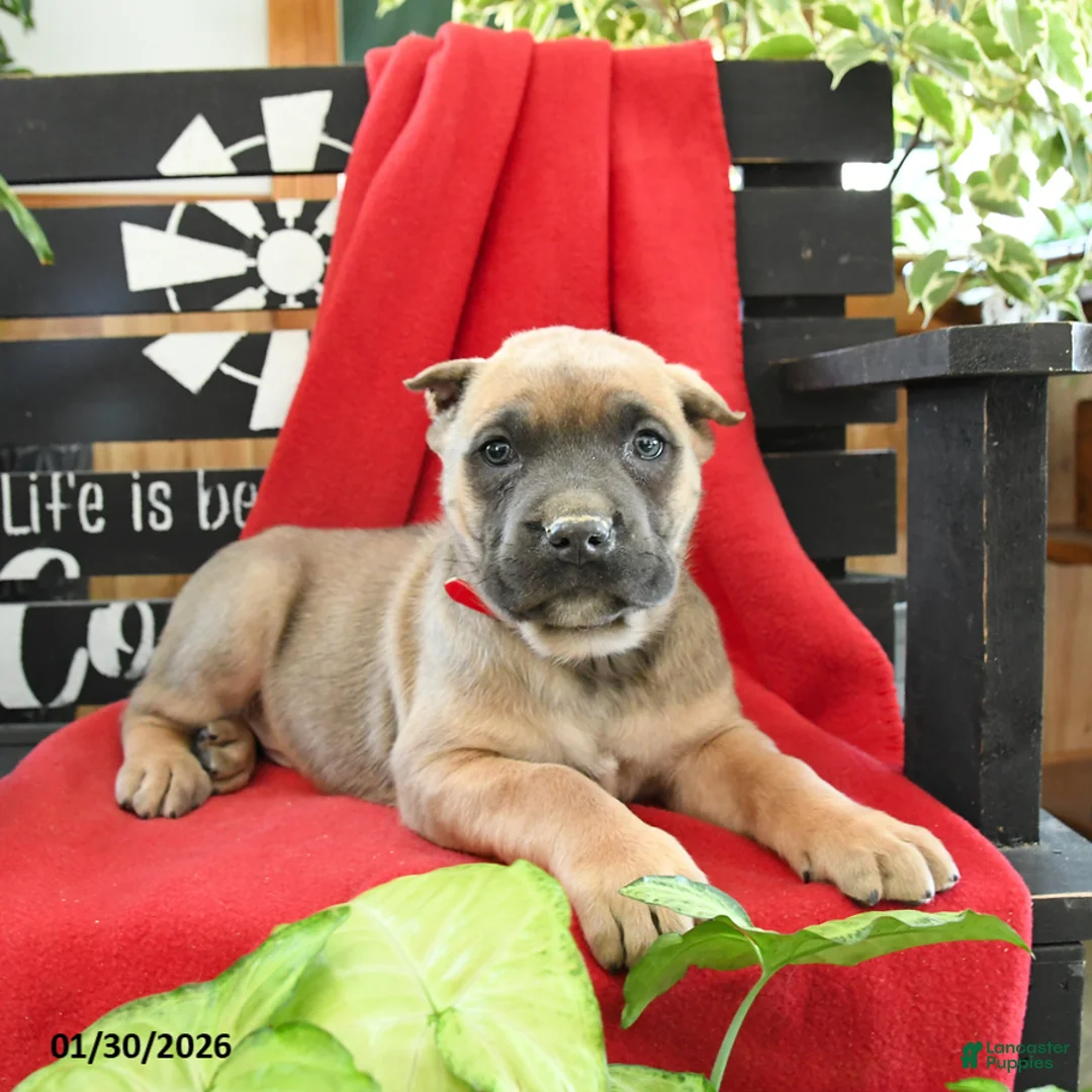 Cane Corso dogs for sale: Rocco - Ad 3