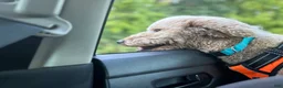 Mini Goldendoodle dogs for sale: Mini Goldendoodle 1 - Ad 14
