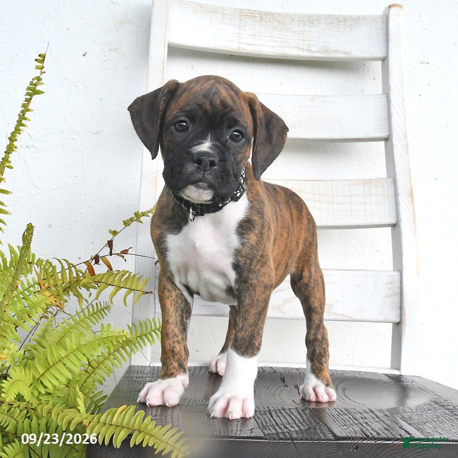 Boxer dogs Buck - Ad 2