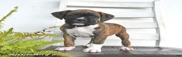Boxer dogs for sale: Buck - Ad 2