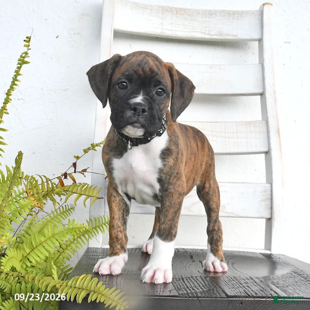 Boxer dogs for sale: Buck - Ad 2