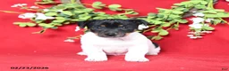 Jack Russell Terrier dogs for sale: Jill - Ad 3