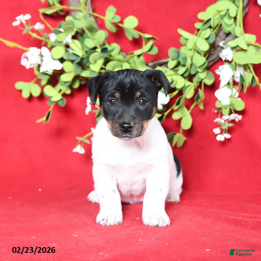 Jack Russell Terrier dogs for sale: Jill - Ad 3
