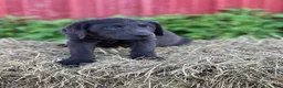 Labrador Retriever dogs for sale: Twinkie - Ad 2