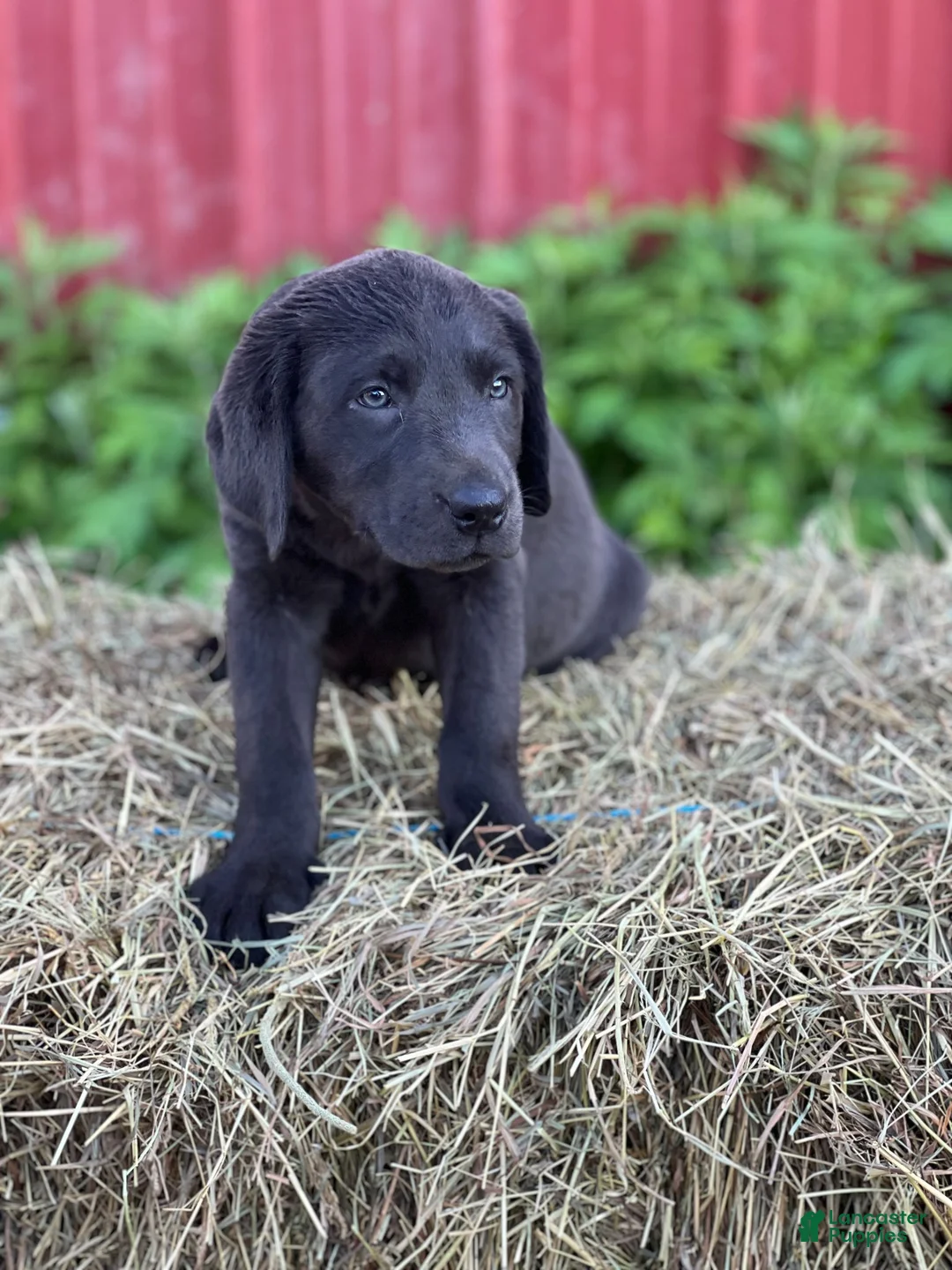 Labrador Retriever dogs for sale: Twinkie - Ad 2