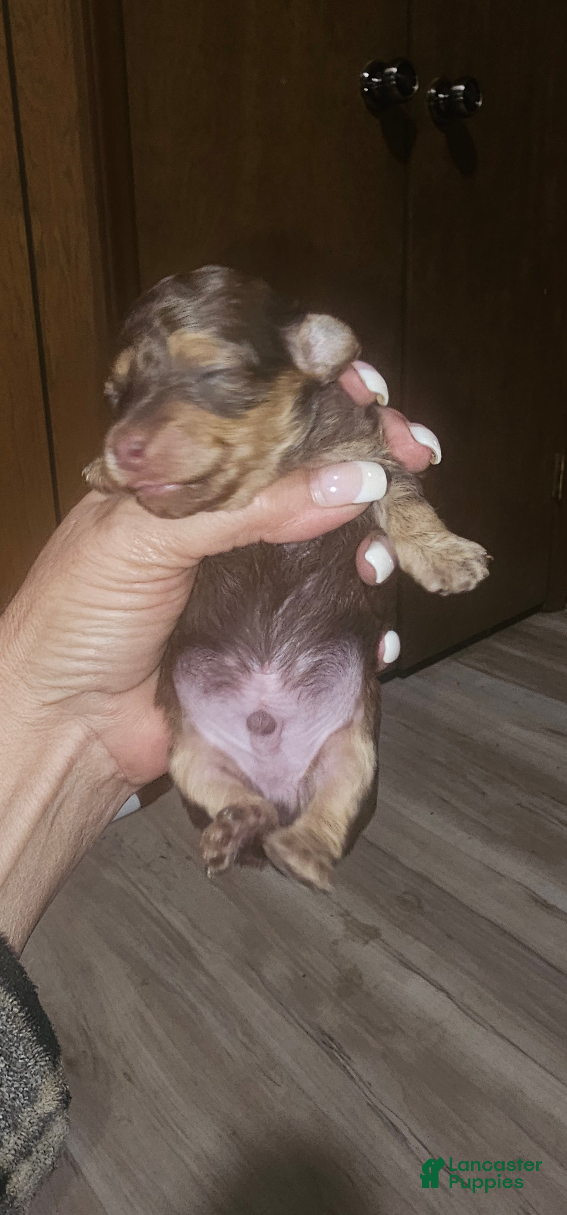 Toy Poodle dogs Kinzy's boy - Ad 41