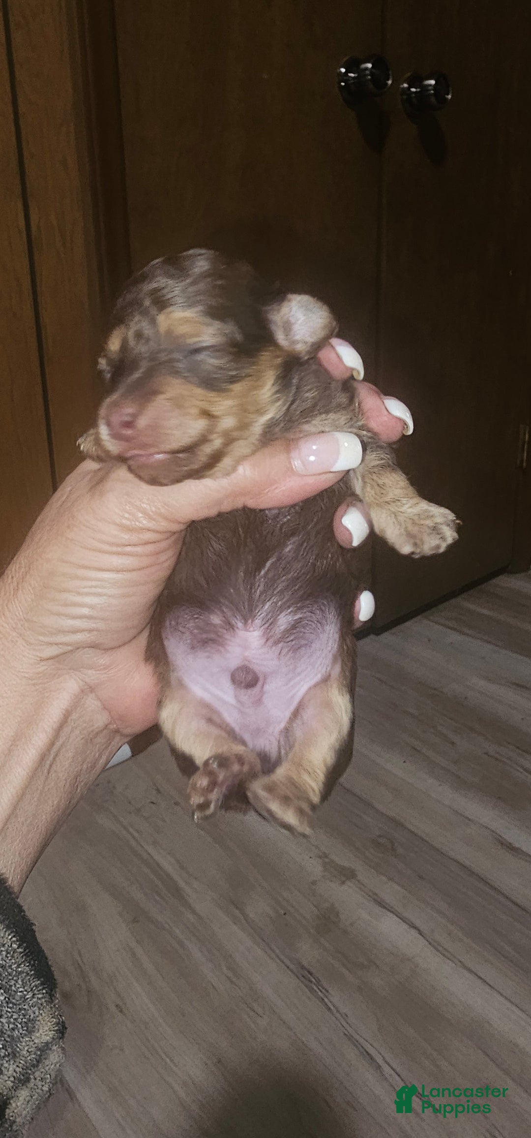 Toy Poodle dogs for sale: Kinzy's boy - Ad 1