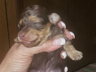 Toy Poodle dogs Kinzy's boy - Ad 41