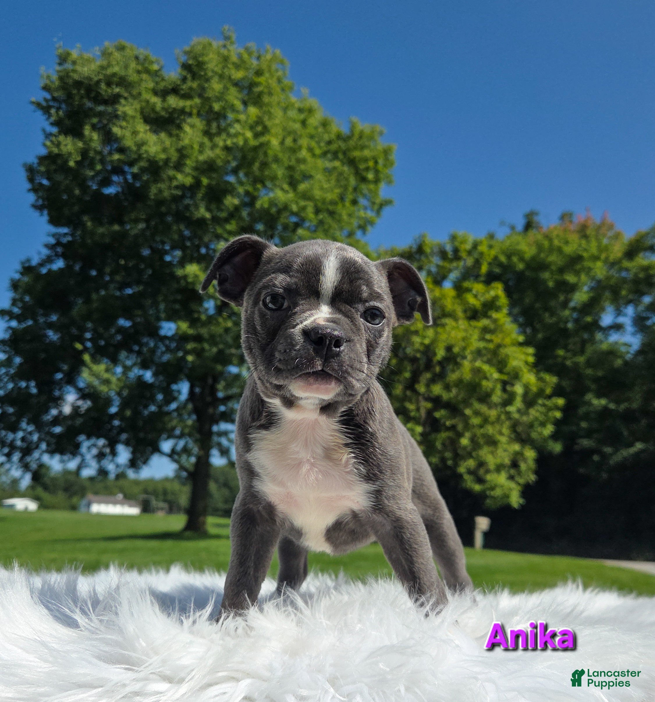 Boston Terrier dogs Anika  - Ad 34