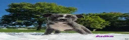 Boston Terrier dogs for sale: Anika  - Ad 1