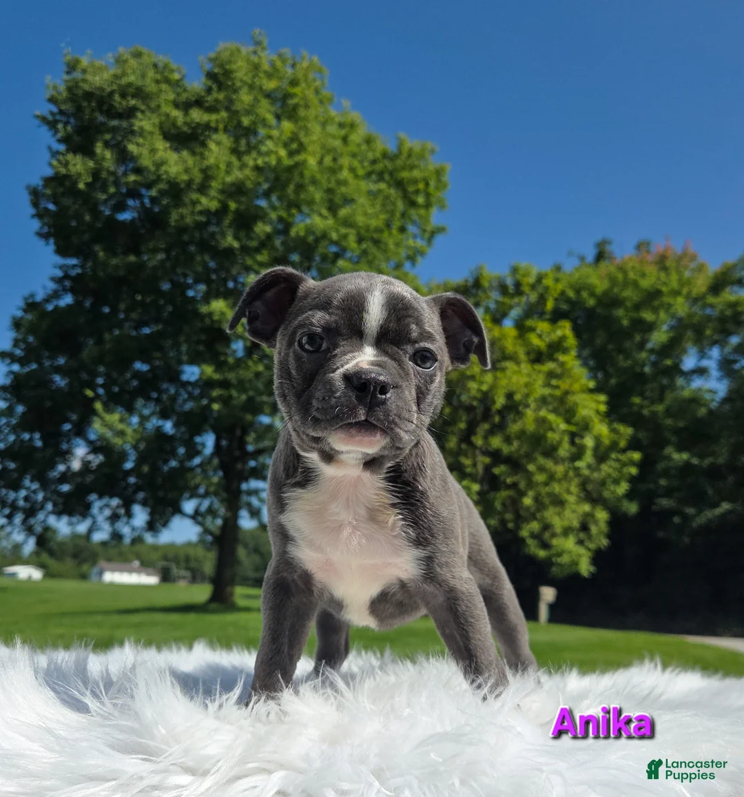 Boston Terrier dogs for sale: Anika  - Ad 1