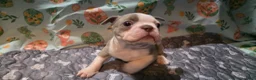 Boston Terrier dogs for sale: Caramel  - Ad 4