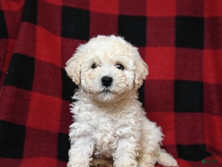 Bichpoo dogs Snuffles - Ad 29