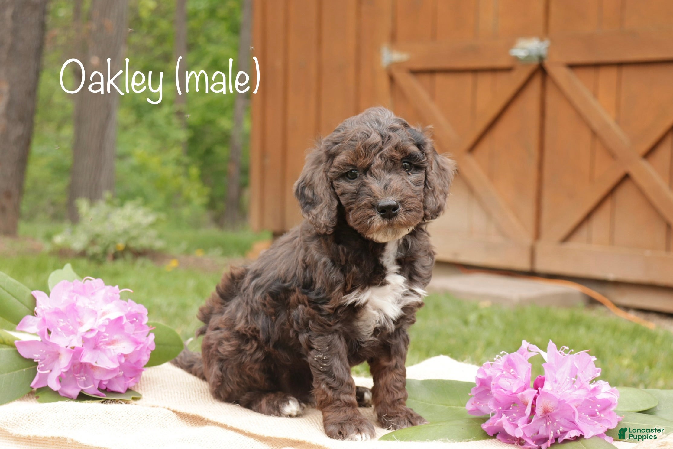 Mini Goldendoodle dogs for sale: Oakley - Ad 3