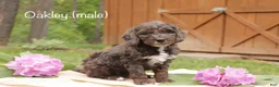 Mini Goldendoodle dogs for sale: Oakley - Ad 1