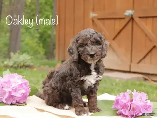Mini Goldendoodle dogs for sale: Oakley - Ad 3