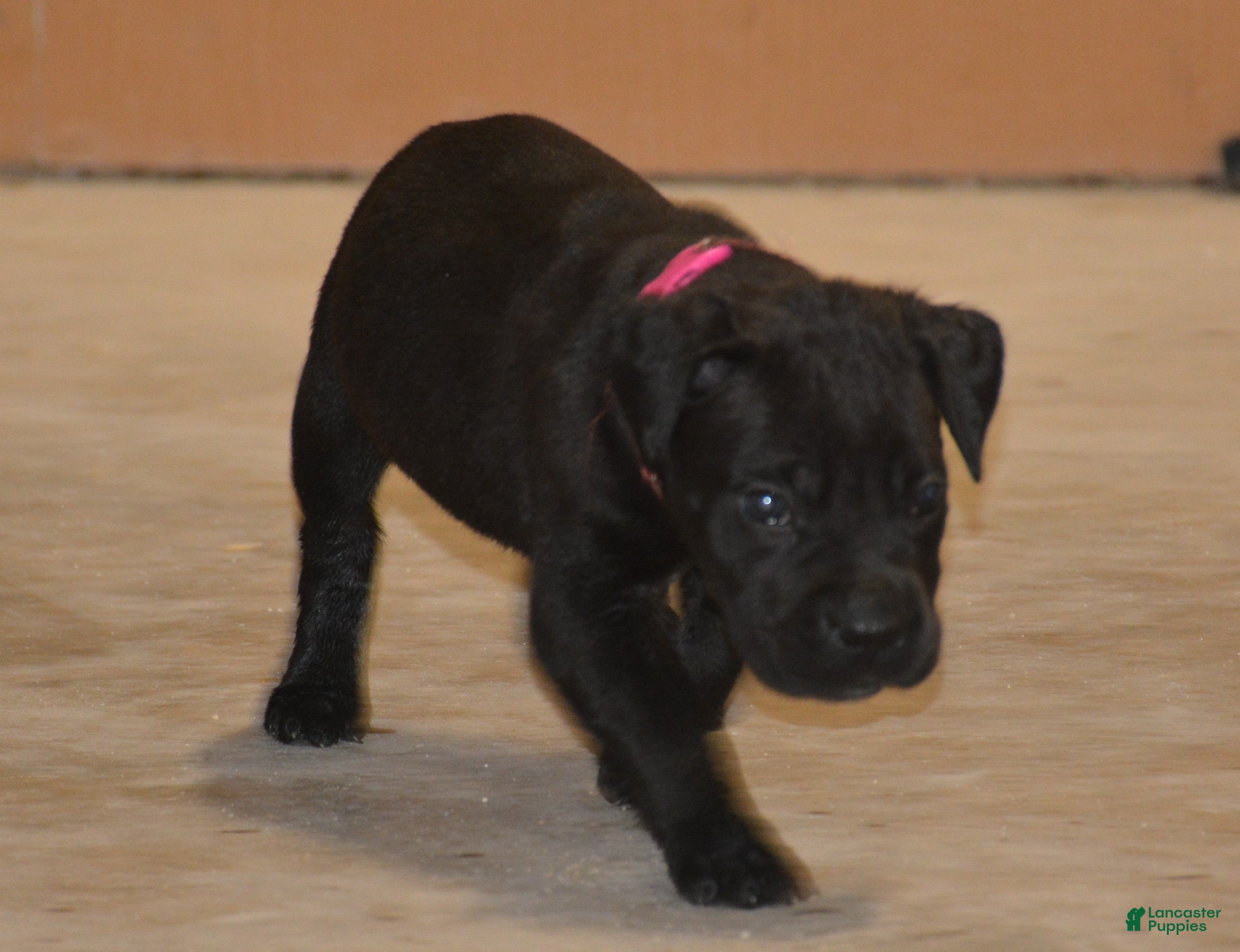 Cane Corso dogs Cane Corso Puppy 3 - Ad 28
