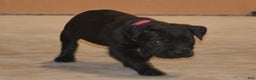 Cane Corso dogs for sale: Cane Corso Puppy 2 - Ad 1