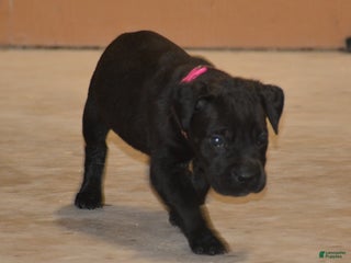 Cane Corso dogs Cane Corso Puppy 3 - Ad 28
