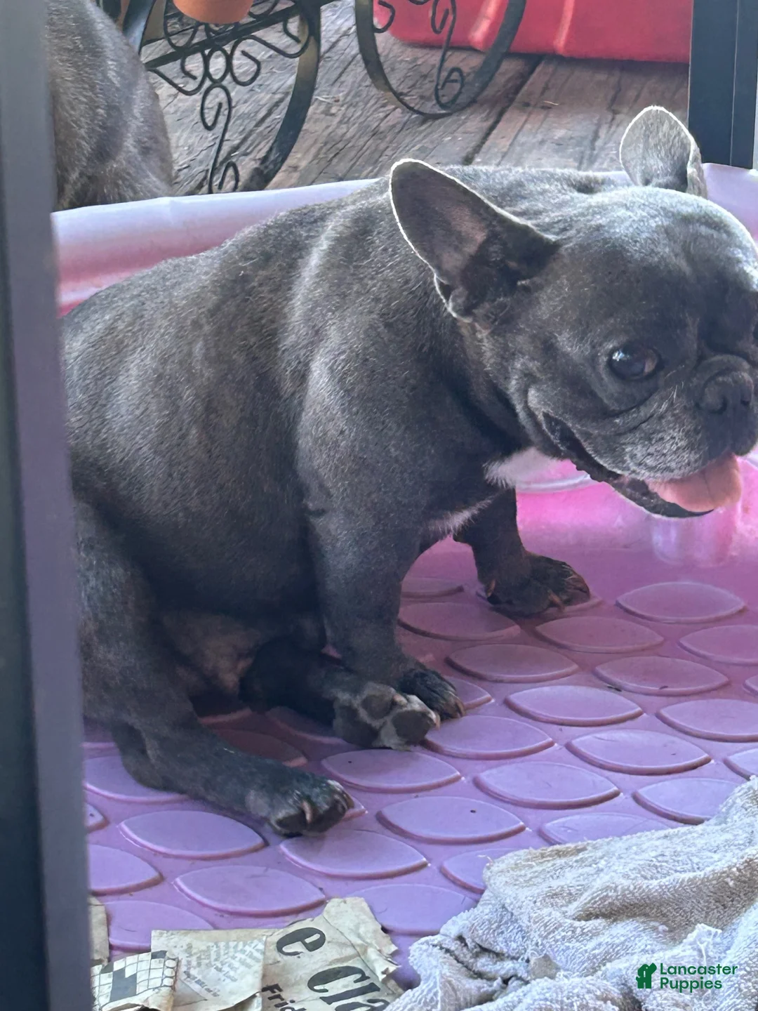 French Bulldog dogs for sale: French Bulldog 1 - Ad 2