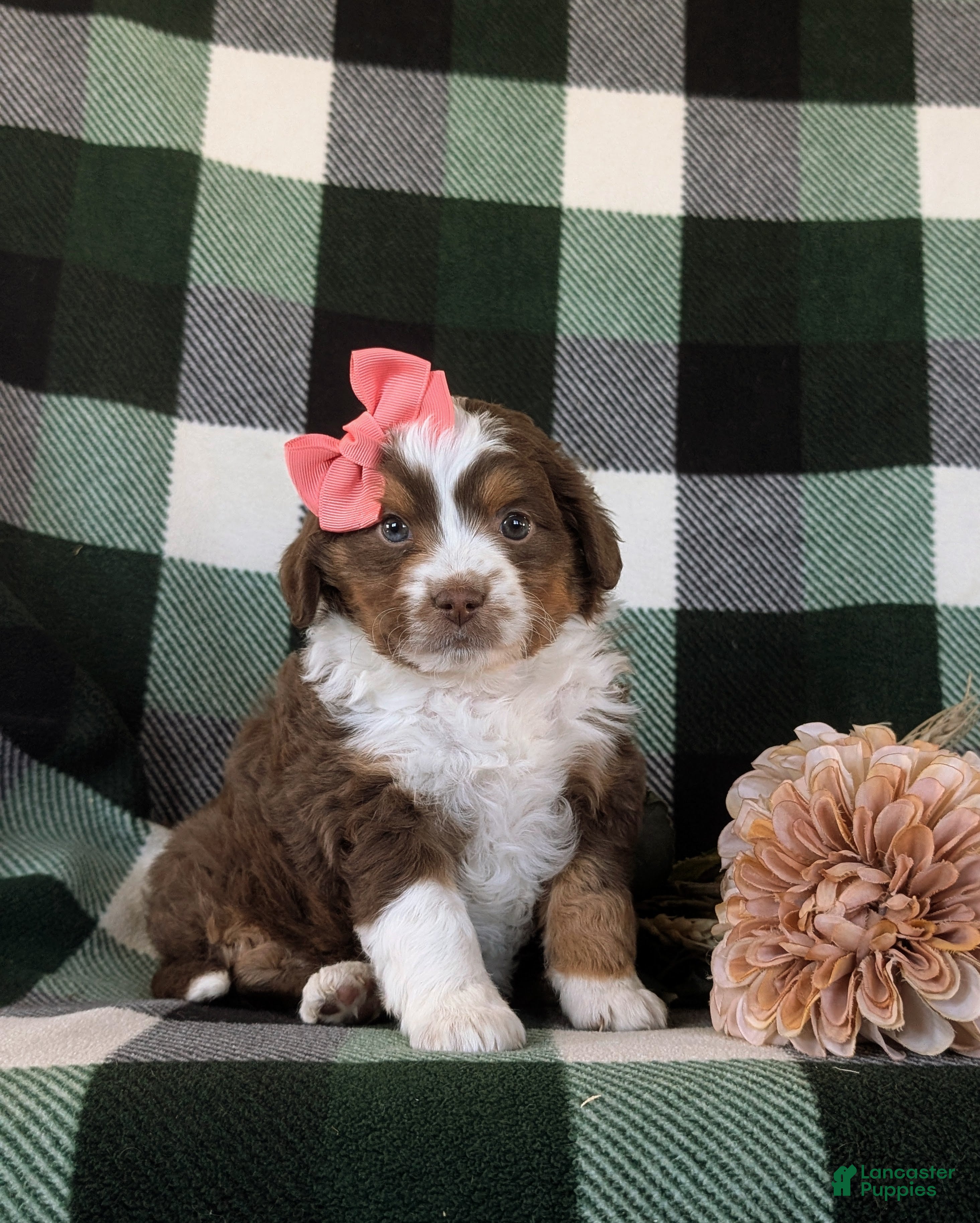 Mini Aussiedoodle dogs Lexus - Ad 1